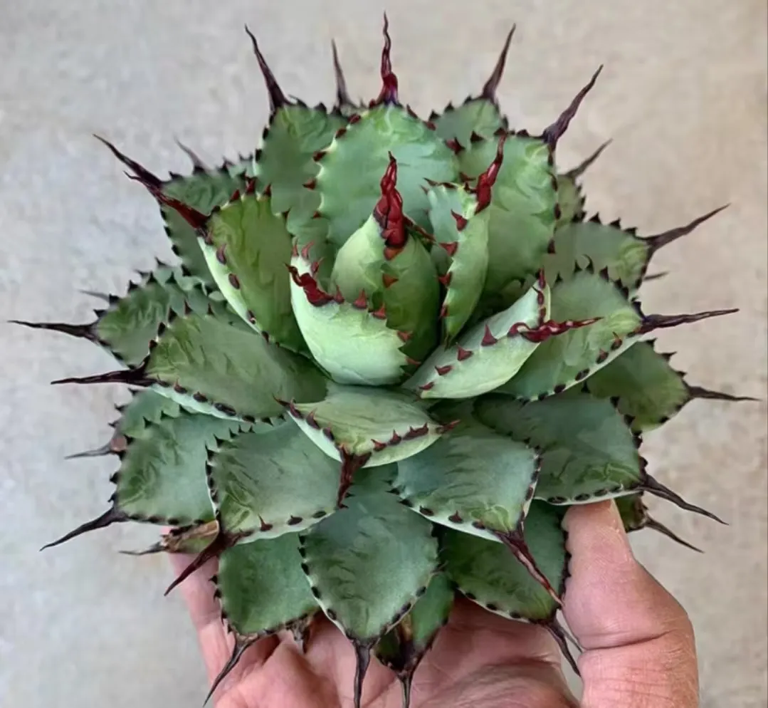 plant Aeonium Echeveria Haworthia  Caudex  Lithops Cactus  Agave 