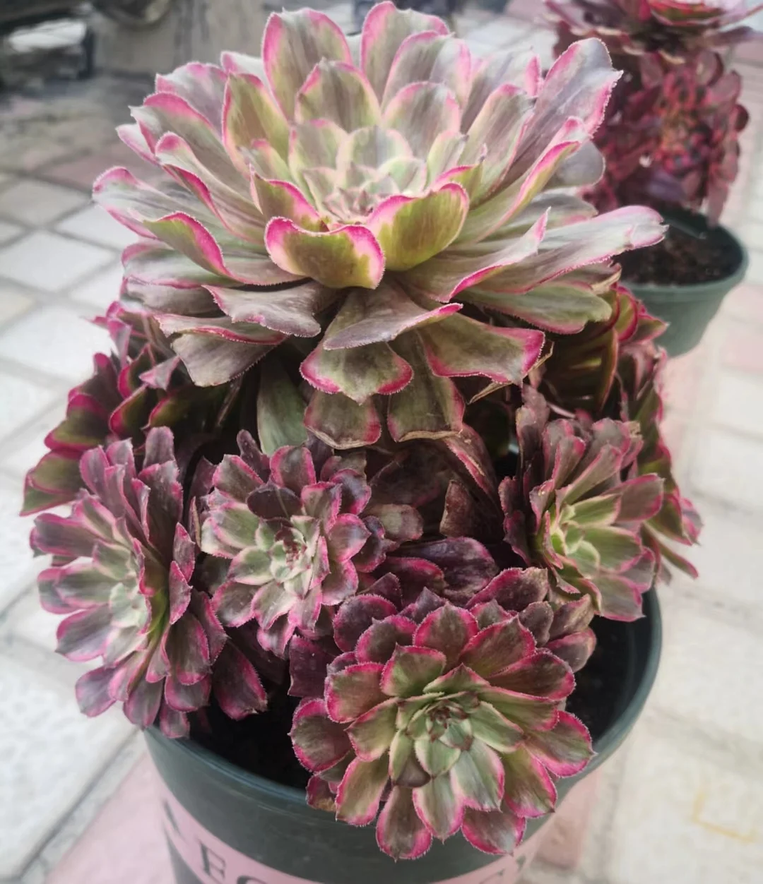 plant Aeonium Echeveria Haworthia  Caudex  Lithops Cactus  Agave 