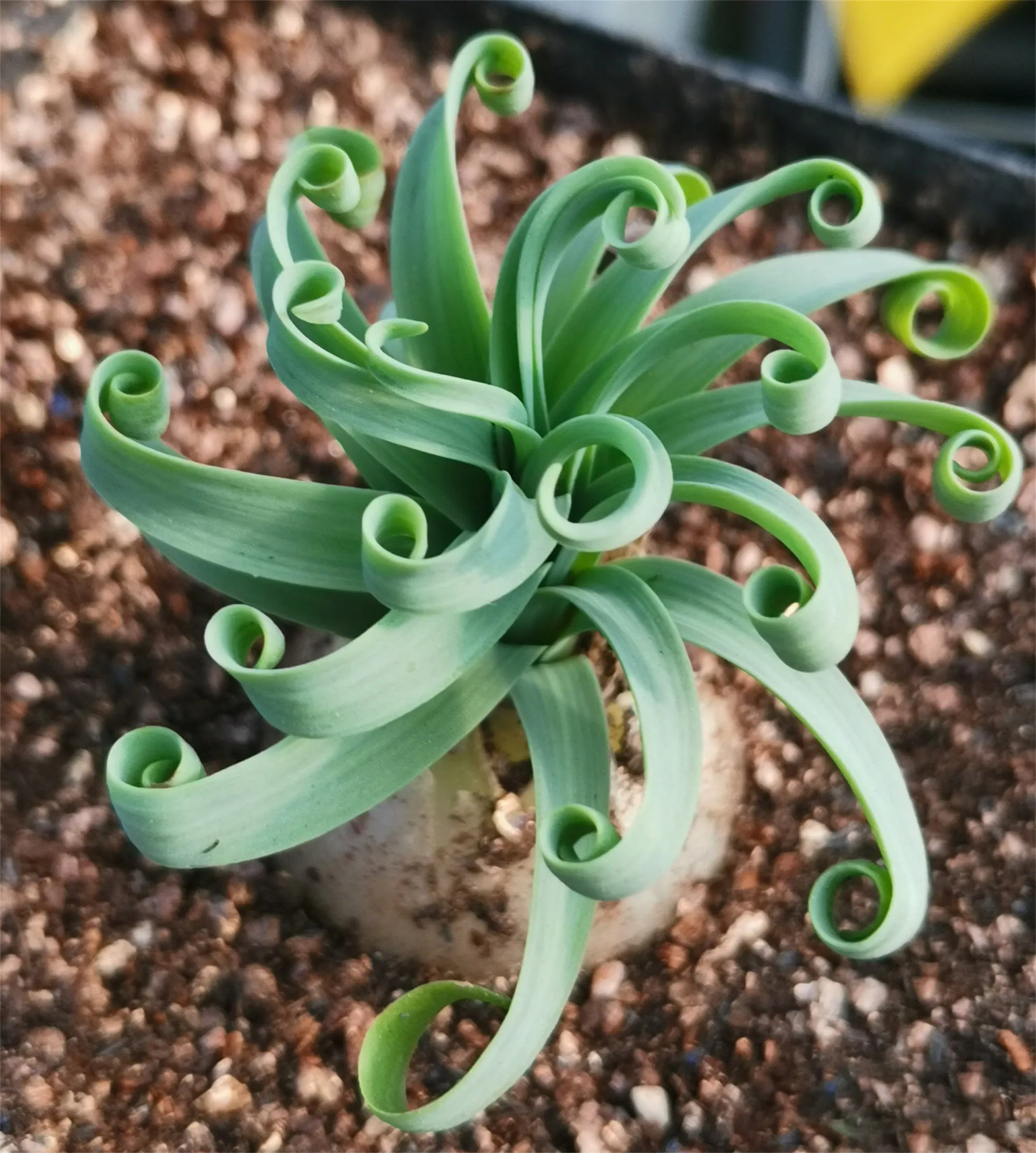 Rare Spring Grass Spiral Succulents