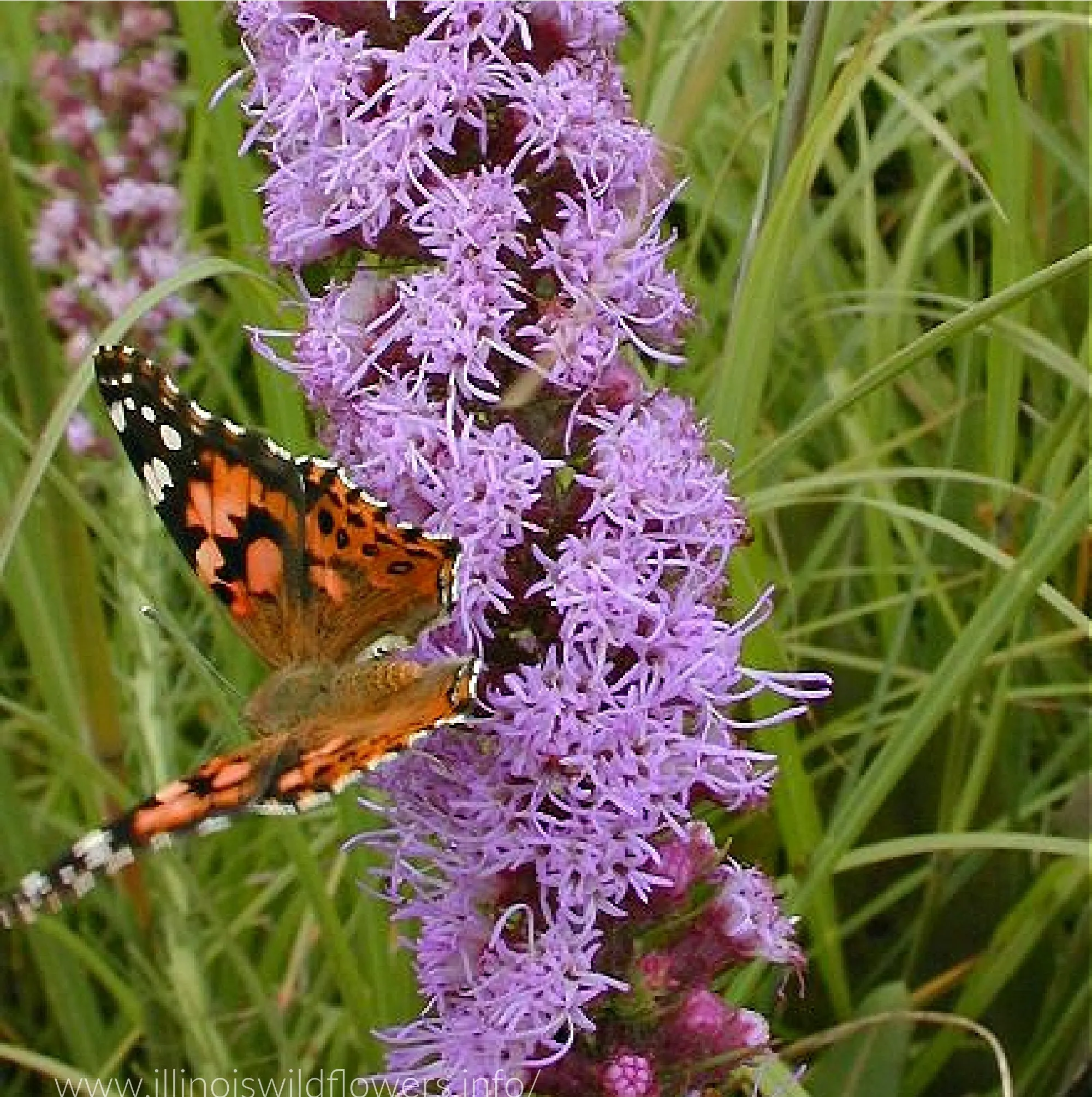 Prairie Blazing Star Seeds🦋
