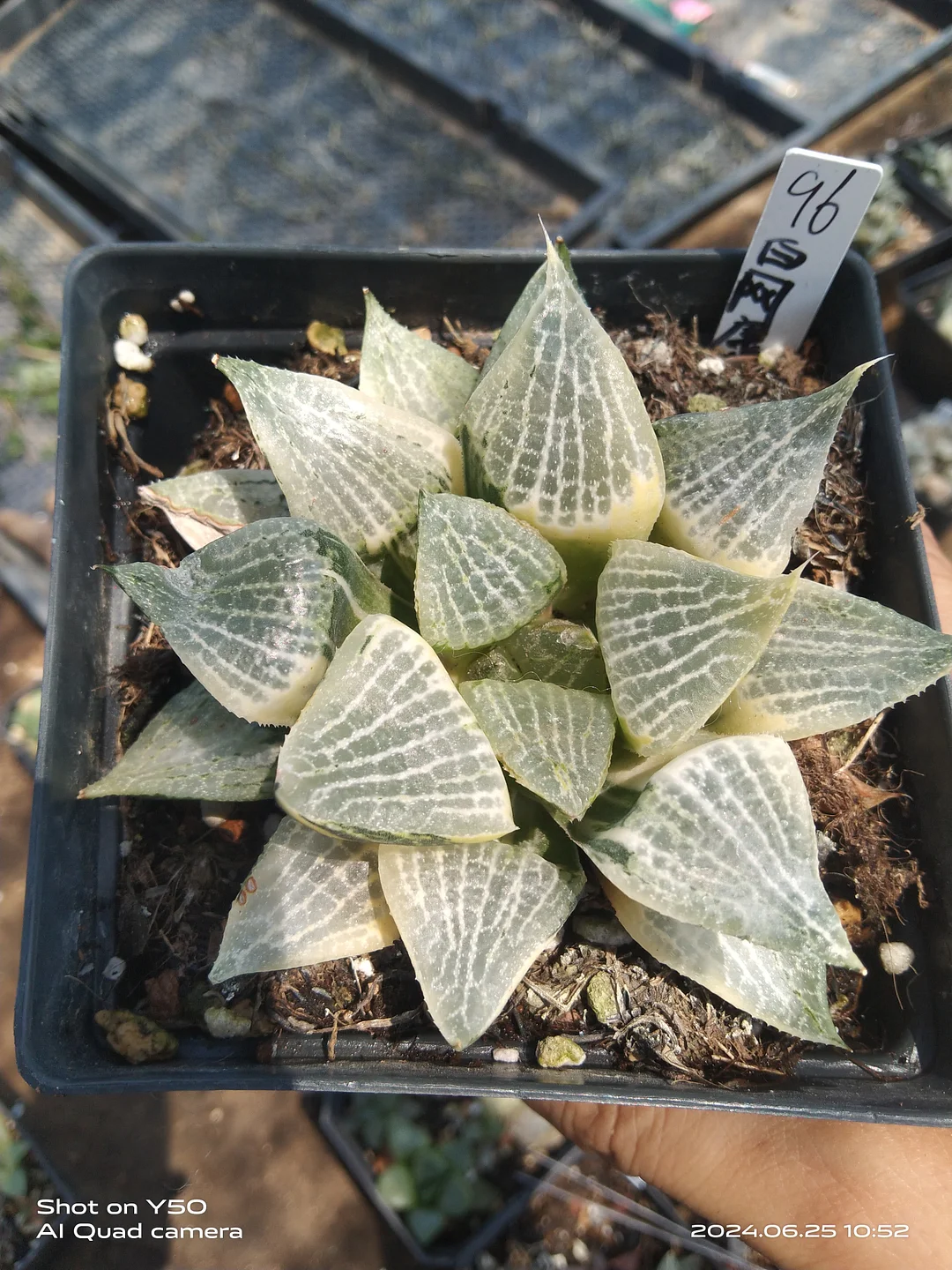 onestock .Haworthia emelyae var. comptoniana white net var 10cm /  Haworthia/ Succulent plants / Garden landscape / Carefully select healthy plants