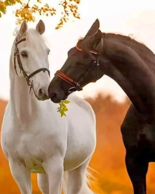 

Black And White Horses – Paint By Numbers - 40*50CM, 501 Original