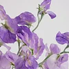 White Pink Purple 7 Heads Pea Blossom Flower Artificial Stem Sweatpea 