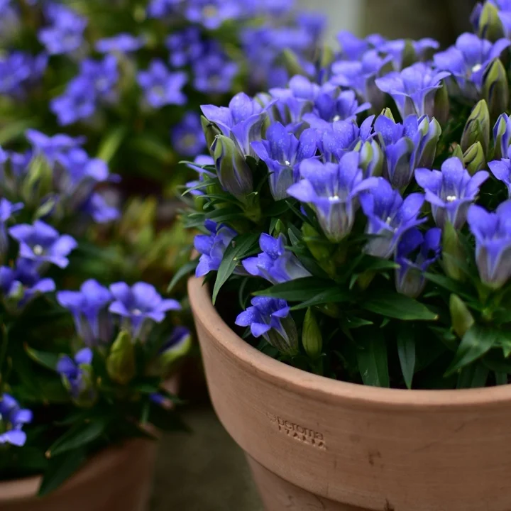 Gentiana ‘Sea Star’ seeds