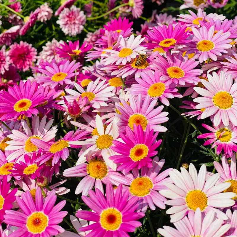 🌼Natural Mosquito Repellent - Pyrethrum seeds