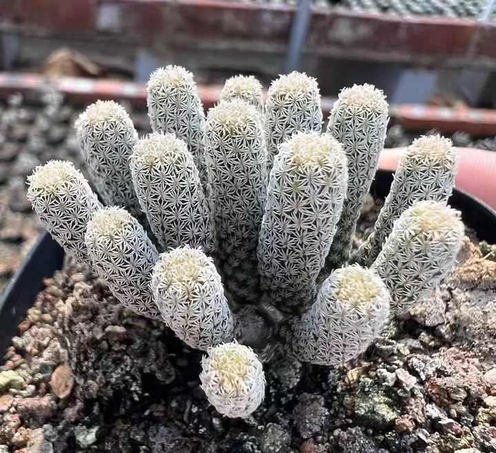 plant Aeonium Echeveria Haworthia  Caudex  Lithops Cactus  Agave 