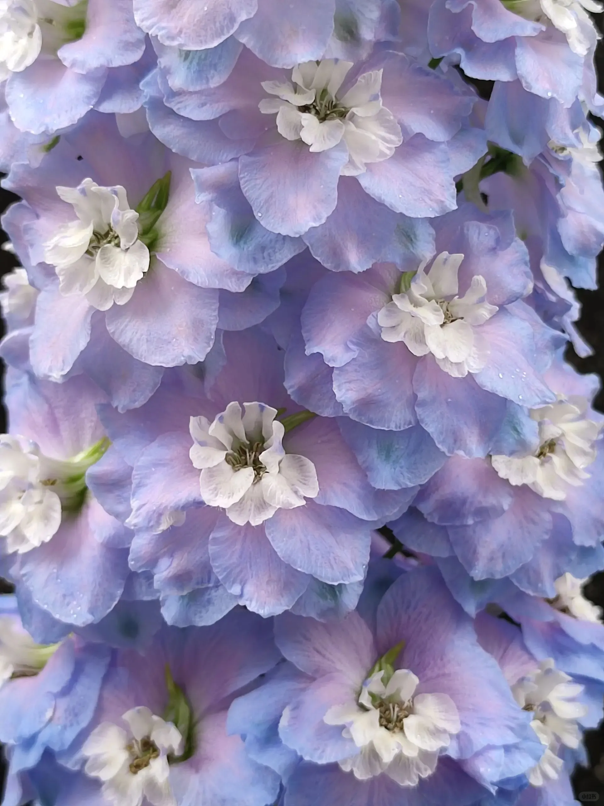 Delphinium Seeds-Mixed 7 Colors