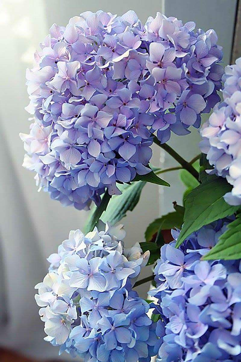 

Happily Hydrangea – Paint By Numbers - 40*50CM, 501 Original