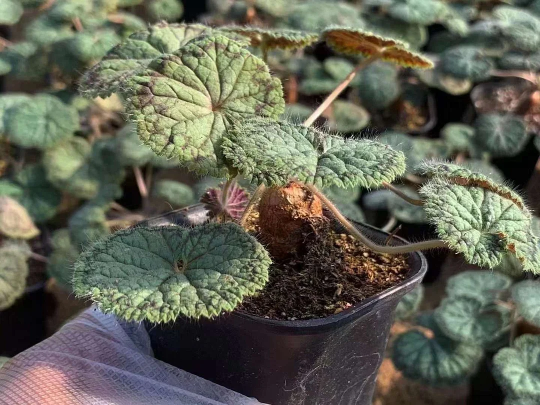 plant Aeonium Echeveria Haworthia  Caudex  Lithops Cactus  Agave 