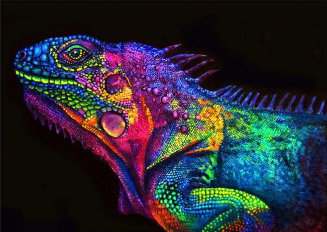 

Glowing Chameleon – Paint By Numbers - 40*50CM, 501 Original