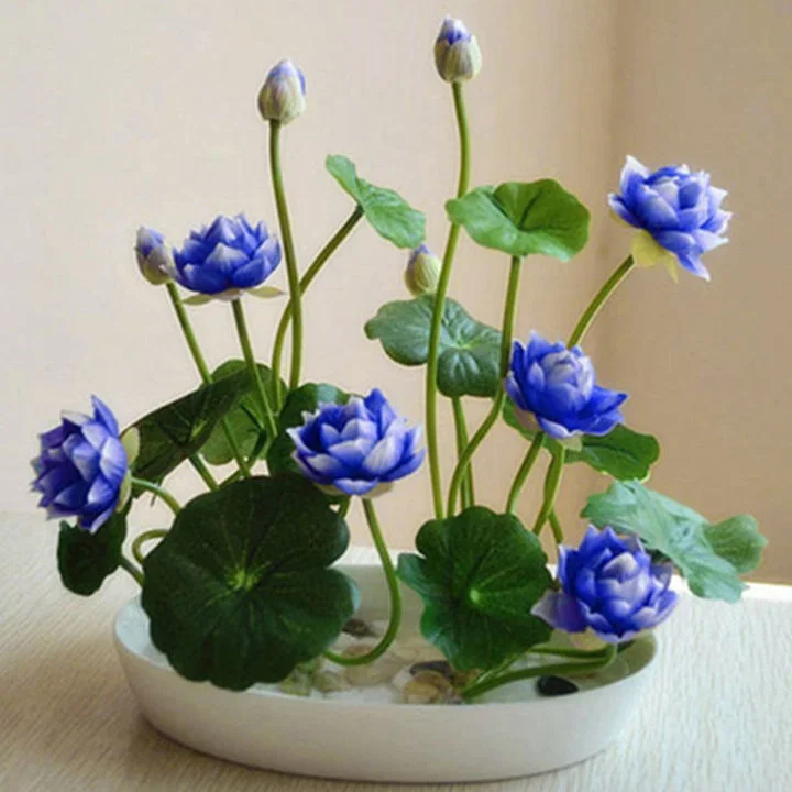 🔥【7 days germination】💐The Sacred Bonsai Bowl Lotus Flower