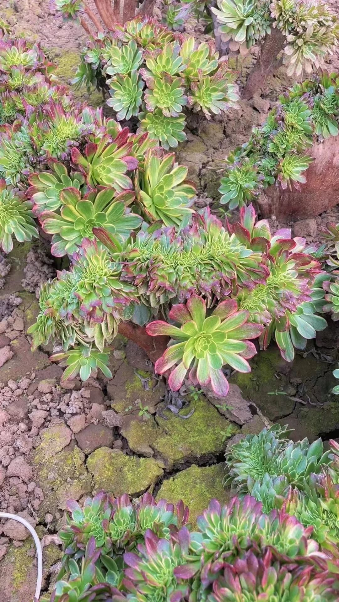 plant Aeonium Echeveria Haworthia  Caudex  Lithops Cactus  Agave 