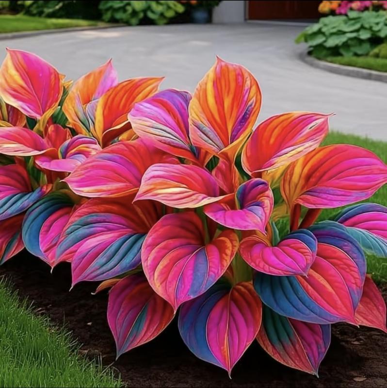 εικόνα προϊόντος