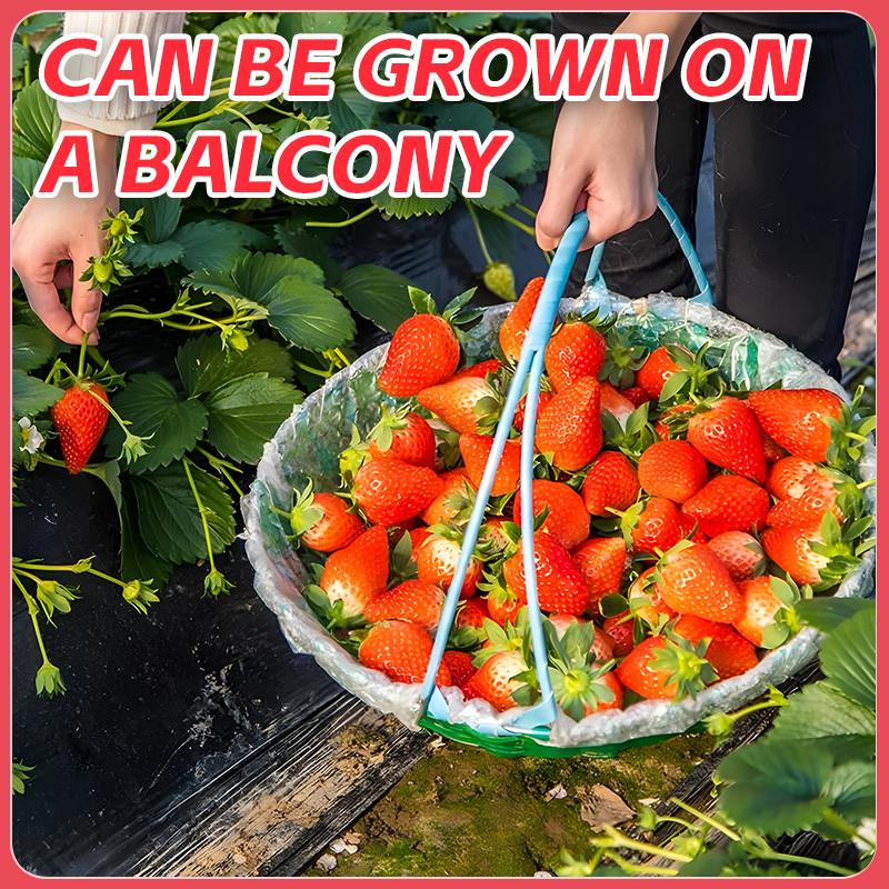 1000+ Cream Strawberry Seeds – Non-GMO Juicy Berries | Easy to Grow, Sweet & Creamy Flavor, Year-Round Planting, Balcony & Garden Friendly, Fast Growing, Indoor/Outdoor Fruit Plants, High Yield, Heirloom Variety, Beginner Friendly