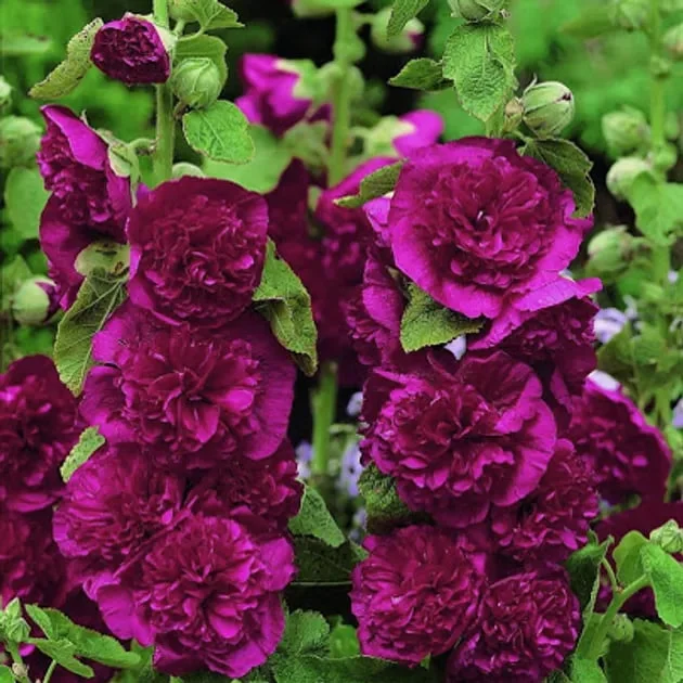 💐Double-flowered Hollyhock Seeds