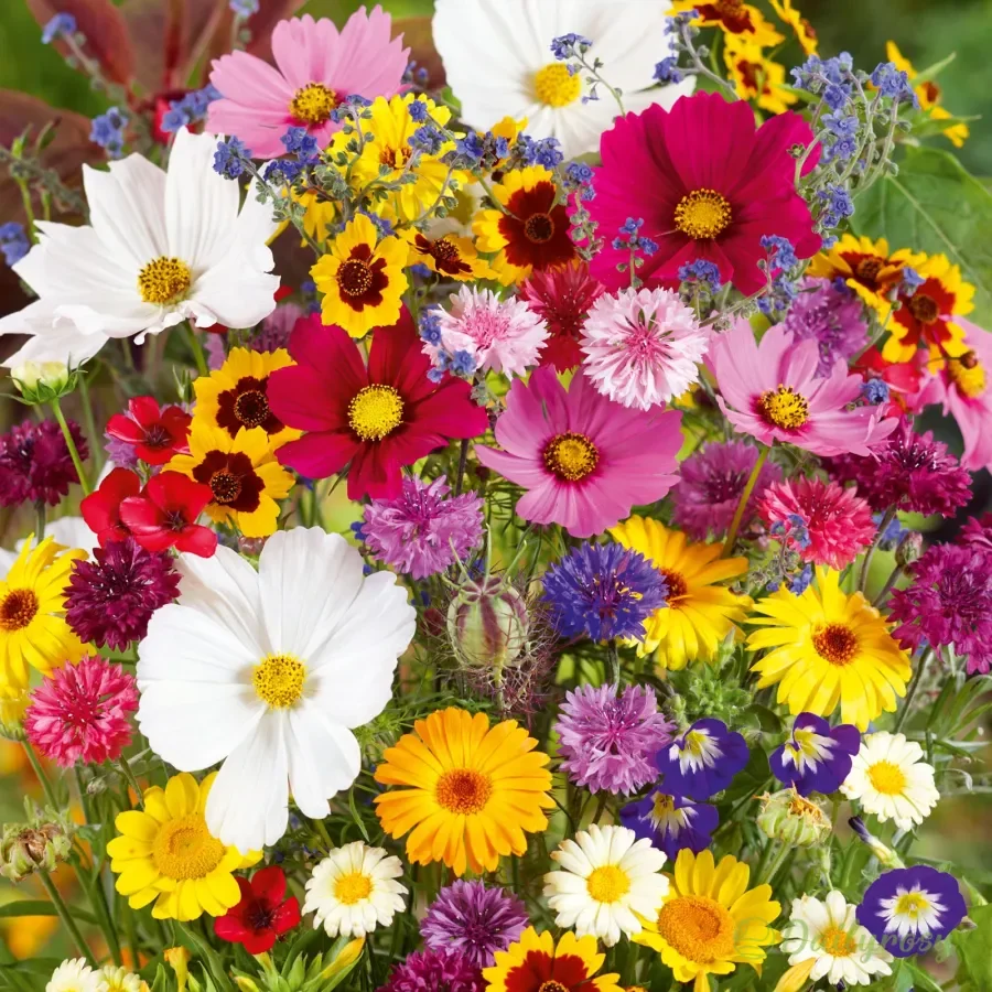 Mixed Perennial Flowers for All Seasons – 100+ Kinds