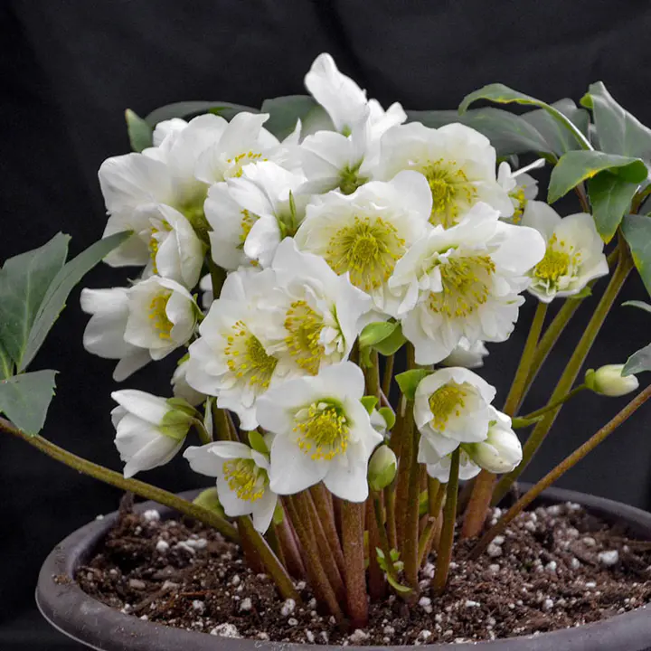 Snowbells Lenten Rose Flower Seeds Jonyparkseed®
