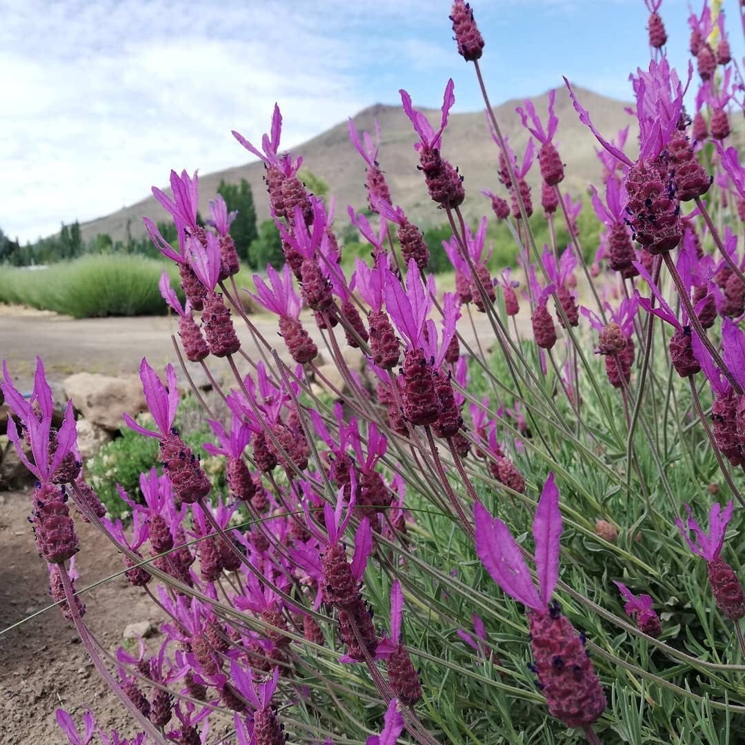 SG715-西班牙薰衣草優選株🔥精品植物小盆栽禮物🔥, 傢俬＆家居, 園藝, 植物及種子- Carousell