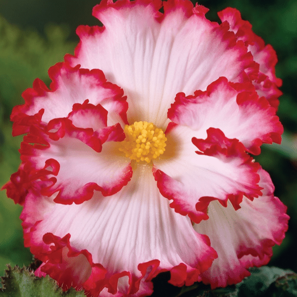 Begonia Flower Seeds