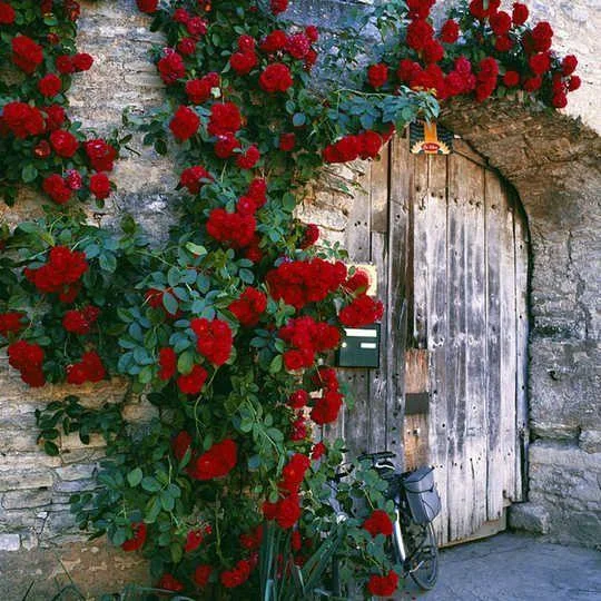 50pcs/Bag Climbing Rose Seeds