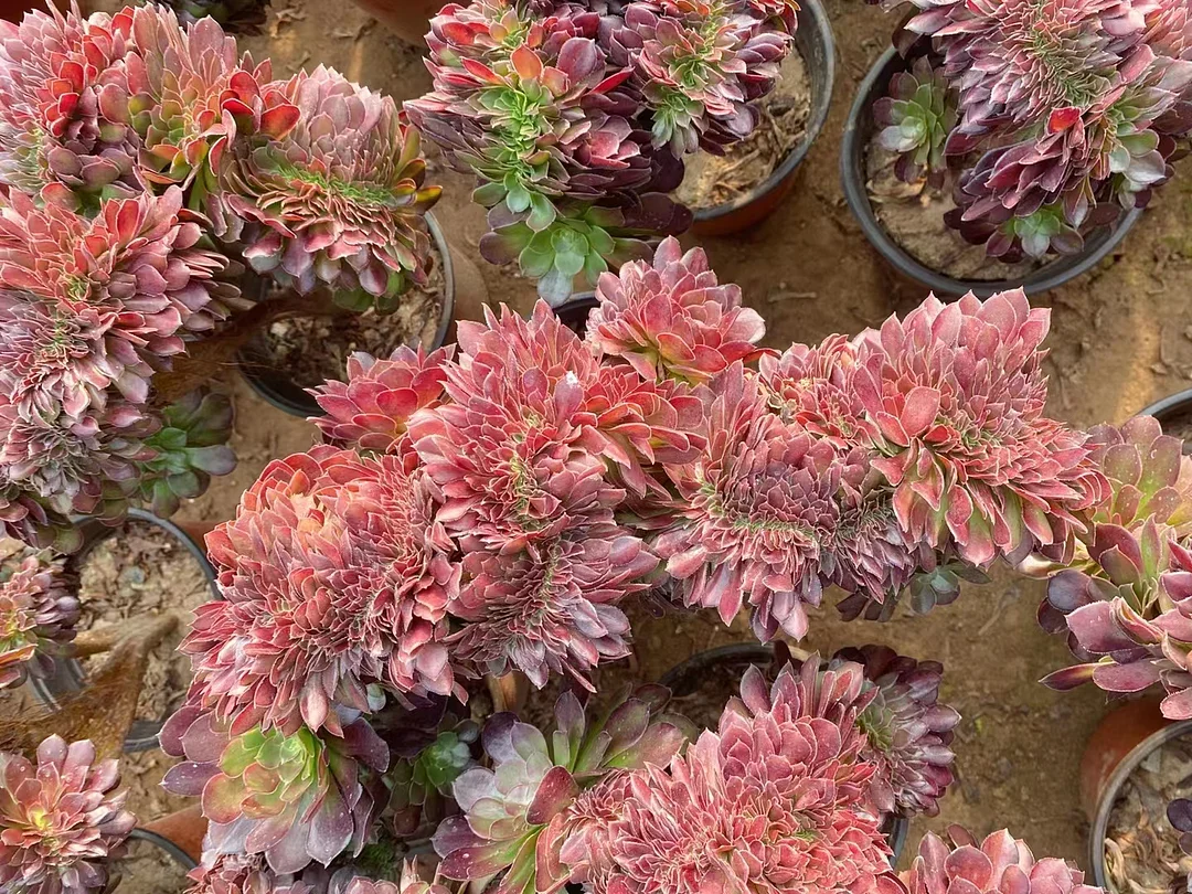 plant Aeonium Echeveria Haworthia  Caudex  Lithops Cactus  Agave 