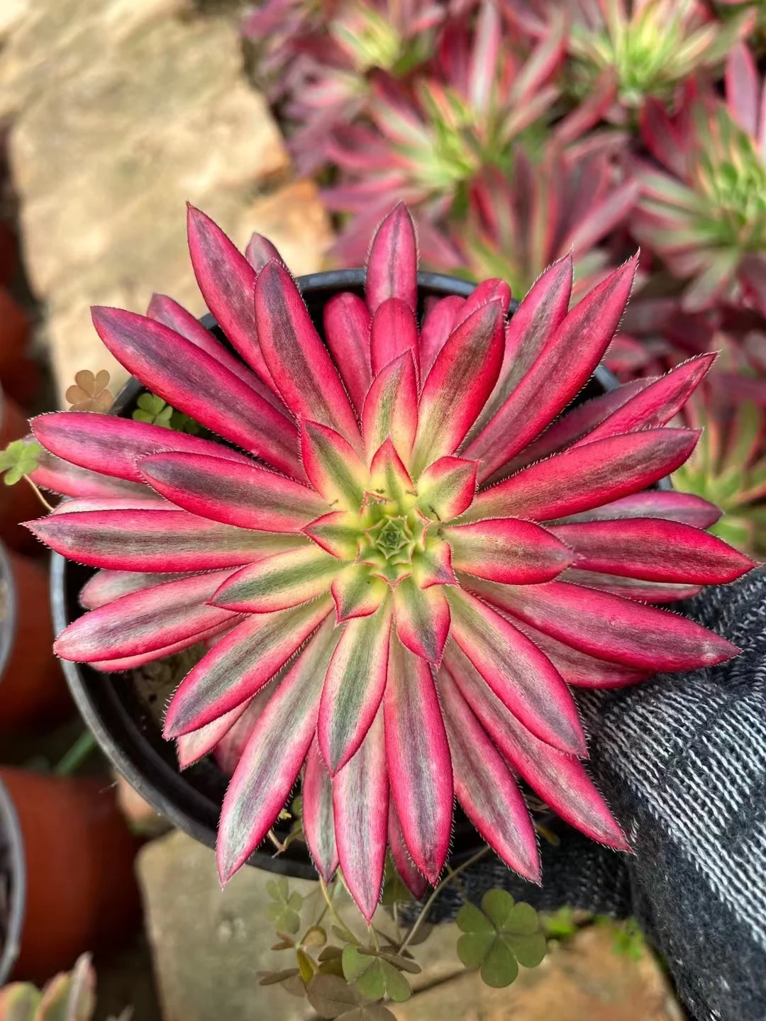 623.  Zhu que single head and cutting / Aeonium plants / Garden landscape / Carefully select healthy plants