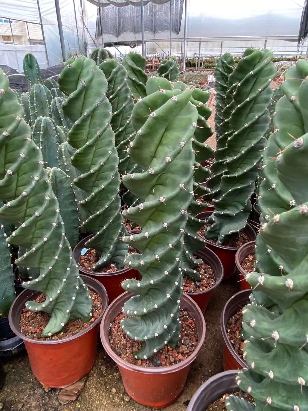 plant Aeonium Echeveria Haworthia  Caudex  Lithops Cactus  Agave 