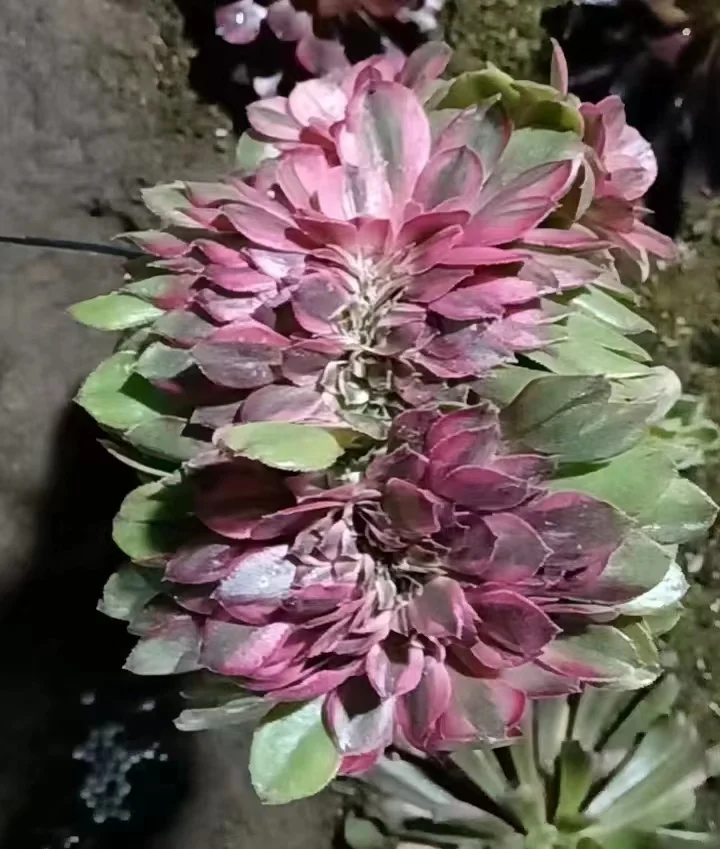 108. Litchi crested cutting 6cm / Aeonium crested / Aeonium plants / Garden landscape / Carefully select healthy plants