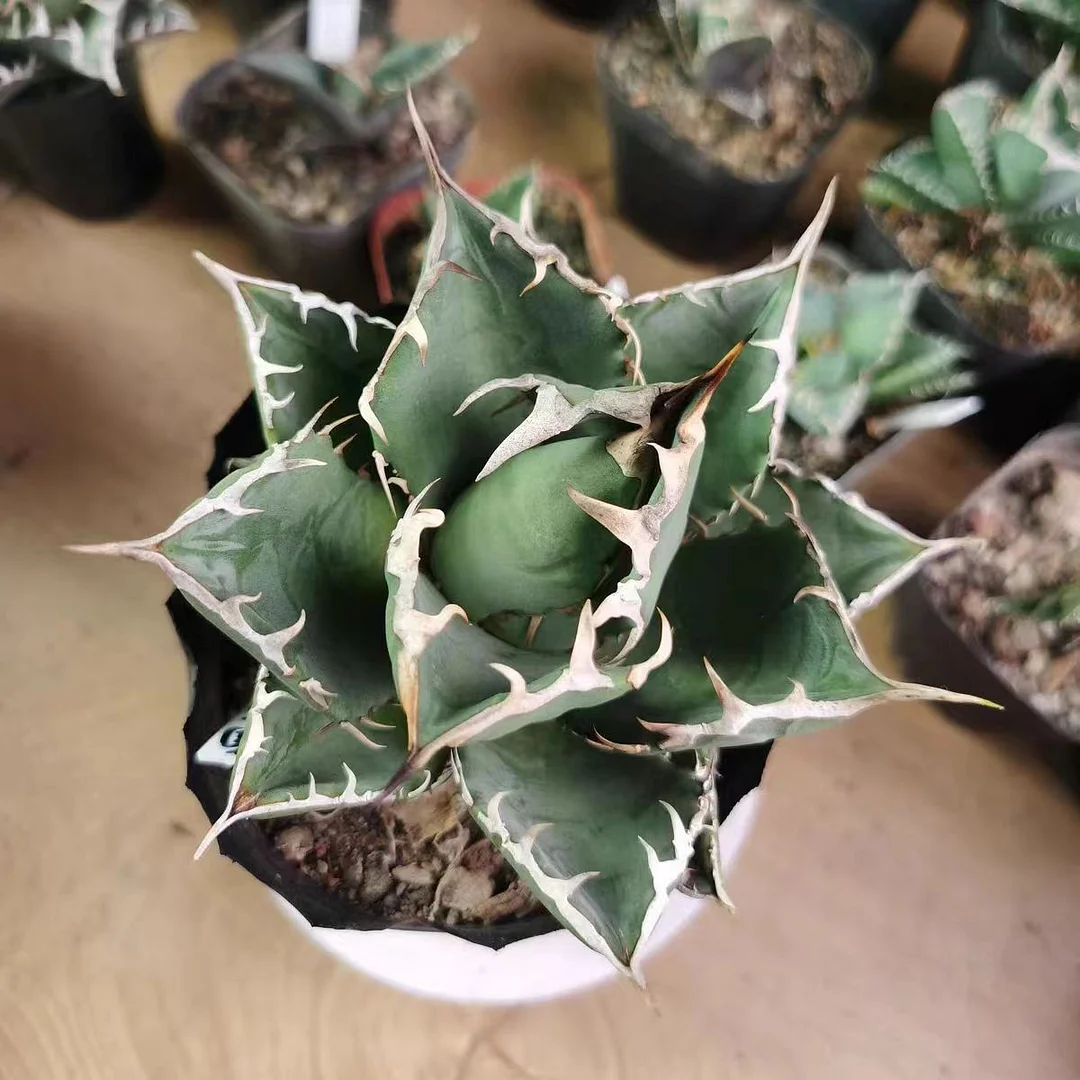 plant Aeonium Echeveria Haworthia  Caudex  Lithops Cactus  Agave 