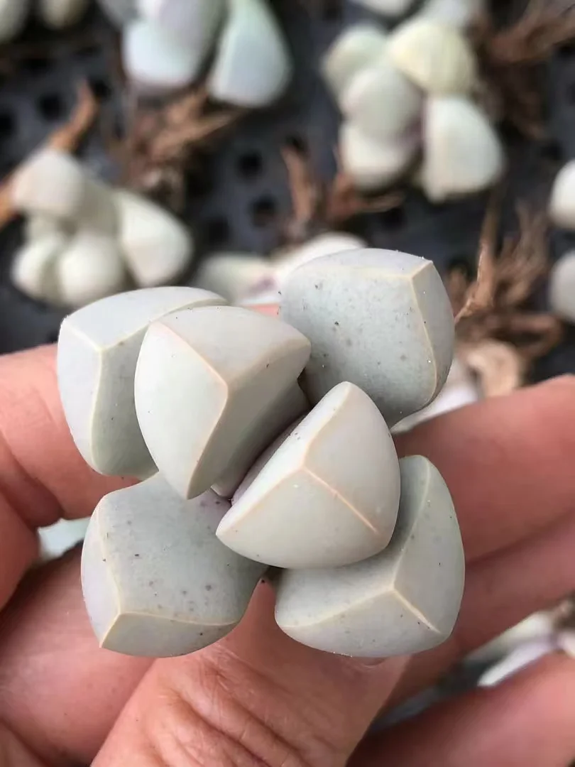 plant Aeonium Echeveria Haworthia  Caudex  Lithops Cactus  Agave 