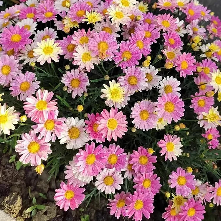 🎄Pest Killer-Pyrethrum Daisy Seeds - Mixed Color