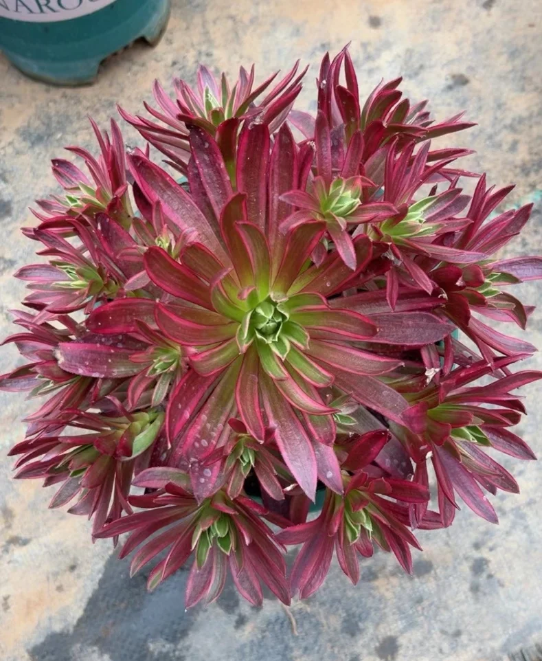 plant Aeonium Echeveria Haworthia  Caudex  Lithops Cactus  Agave 