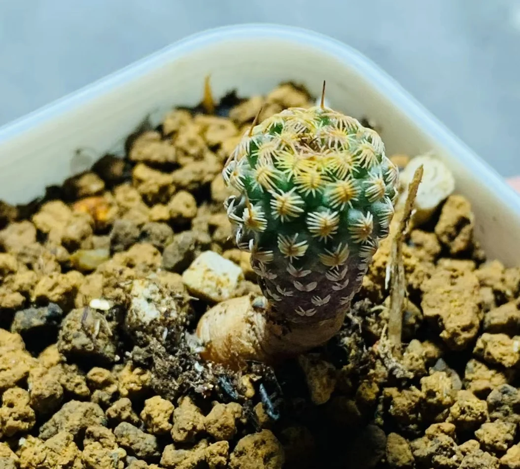 plant Aeonium Echeveria Haworthia  Caudex  Lithops Cactus  Agave 