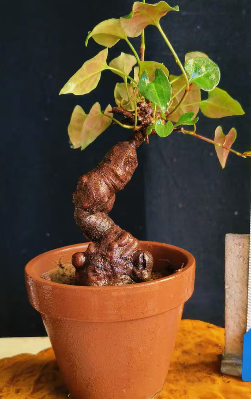 plant Aeonium Echeveria Haworthia  Caudex  Lithops Cactus  Agave 