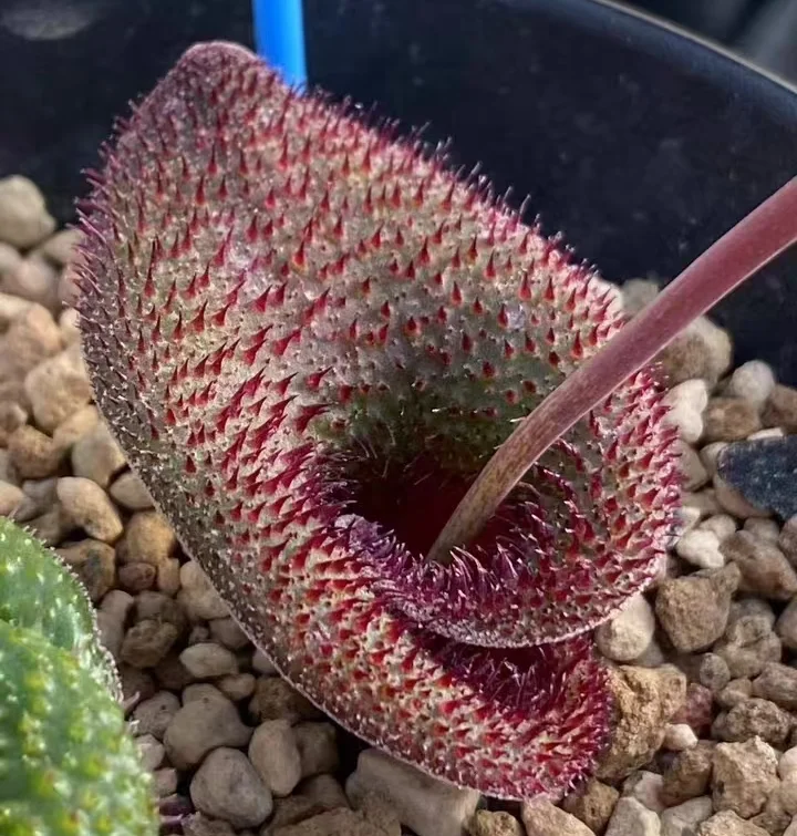 plant Aeonium Echeveria Haworthia  Caudex  Lithops Cactus  Agave 