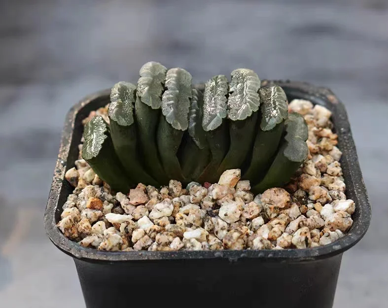 cy28.Haworthia truncata Horse's Teeth 5cm/ Haworthia/ Succulent plants / Garden landscape / Carefully select healthy plants