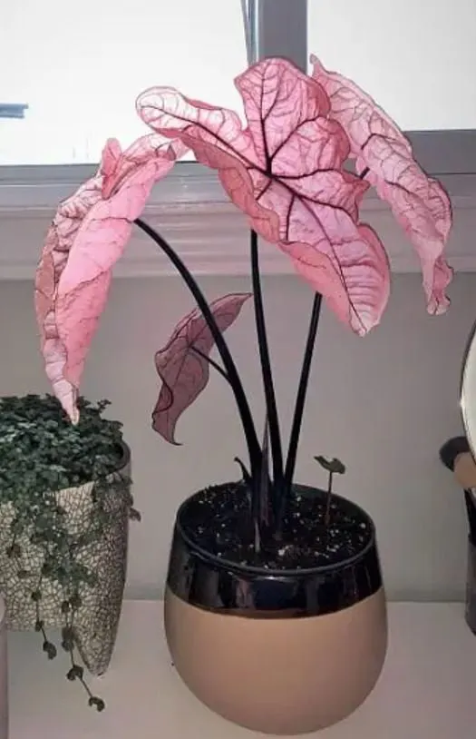 Pink Princess Beauty - Rare