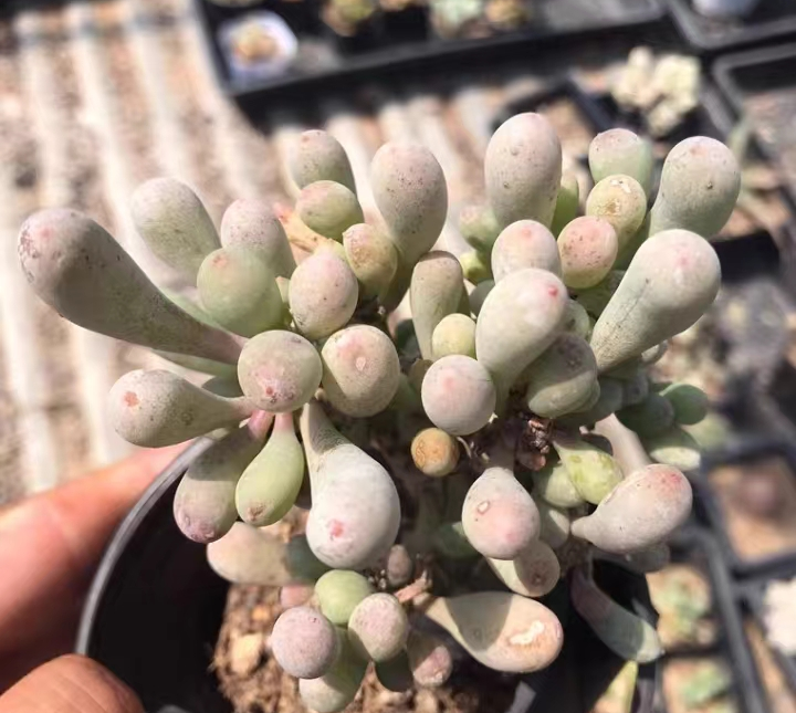 933. Othonna clavifolia 1cm/Caudex/ Succulent plants / Garden landscape / Carefully select healthy plants
