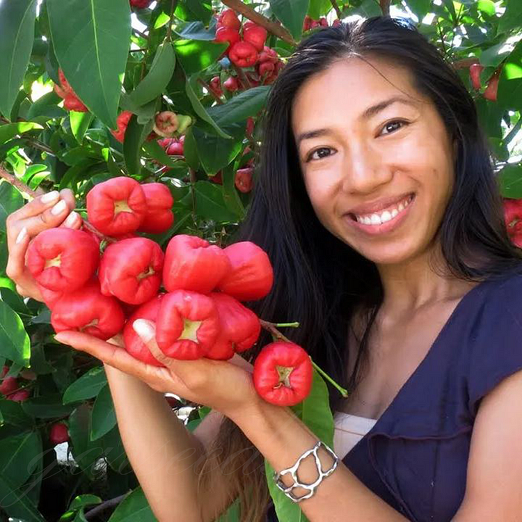 🔥HOT SALE🔥Wax-Apple Fruit Seeds🍹