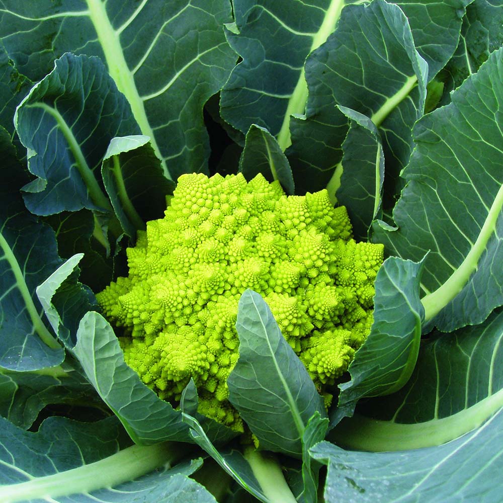 Heirloom Cauliflower - Broccoli ''Romanesco Precoce'' ~50/100 Seeds Jonyparkseed®