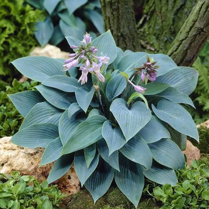 Halcyon Hosta