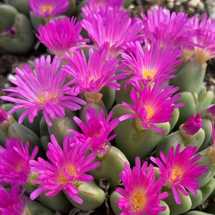 plant Aeonium Echeveria Haworthia  Caudex  Lithops Cactus  Agave 