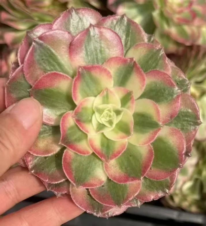 plant Aeonium Echeveria Haworthia  Caudex  Lithops Cactus  Agave 