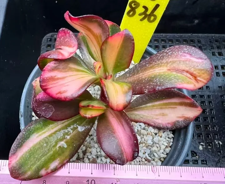 plant Aeonium Echeveria Haworthia  Caudex  Lithops Cactus  Agave 