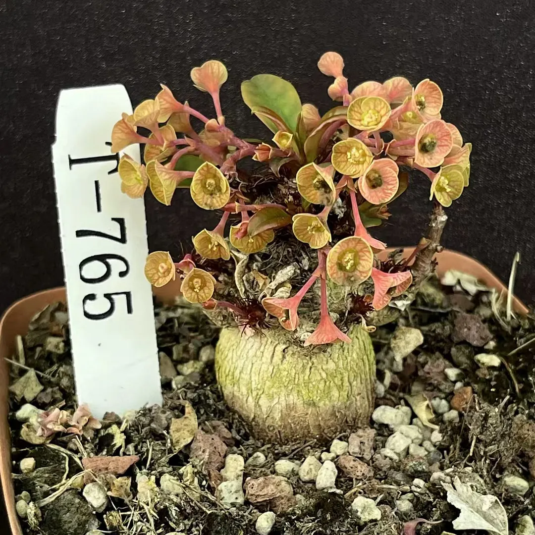 plant Aeonium Echeveria Haworthia  Caudex  Lithops Cactus  Agave 