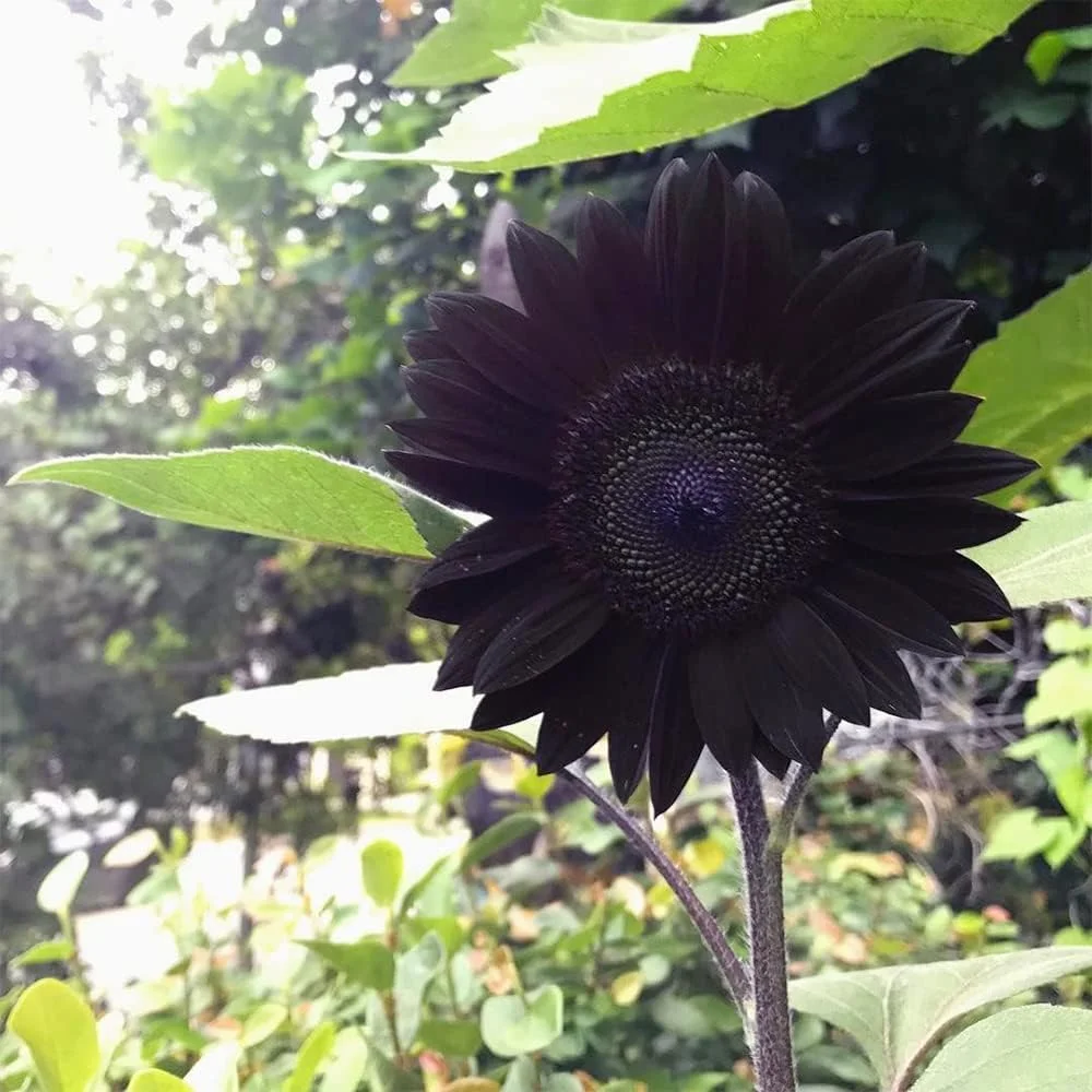 Rare Black Sunflowers Seeds JONY PARK