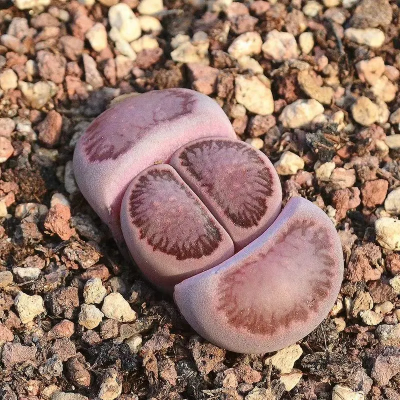 plant Aeonium Echeveria Haworthia  Caudex  Lithops Cactus  Agave 