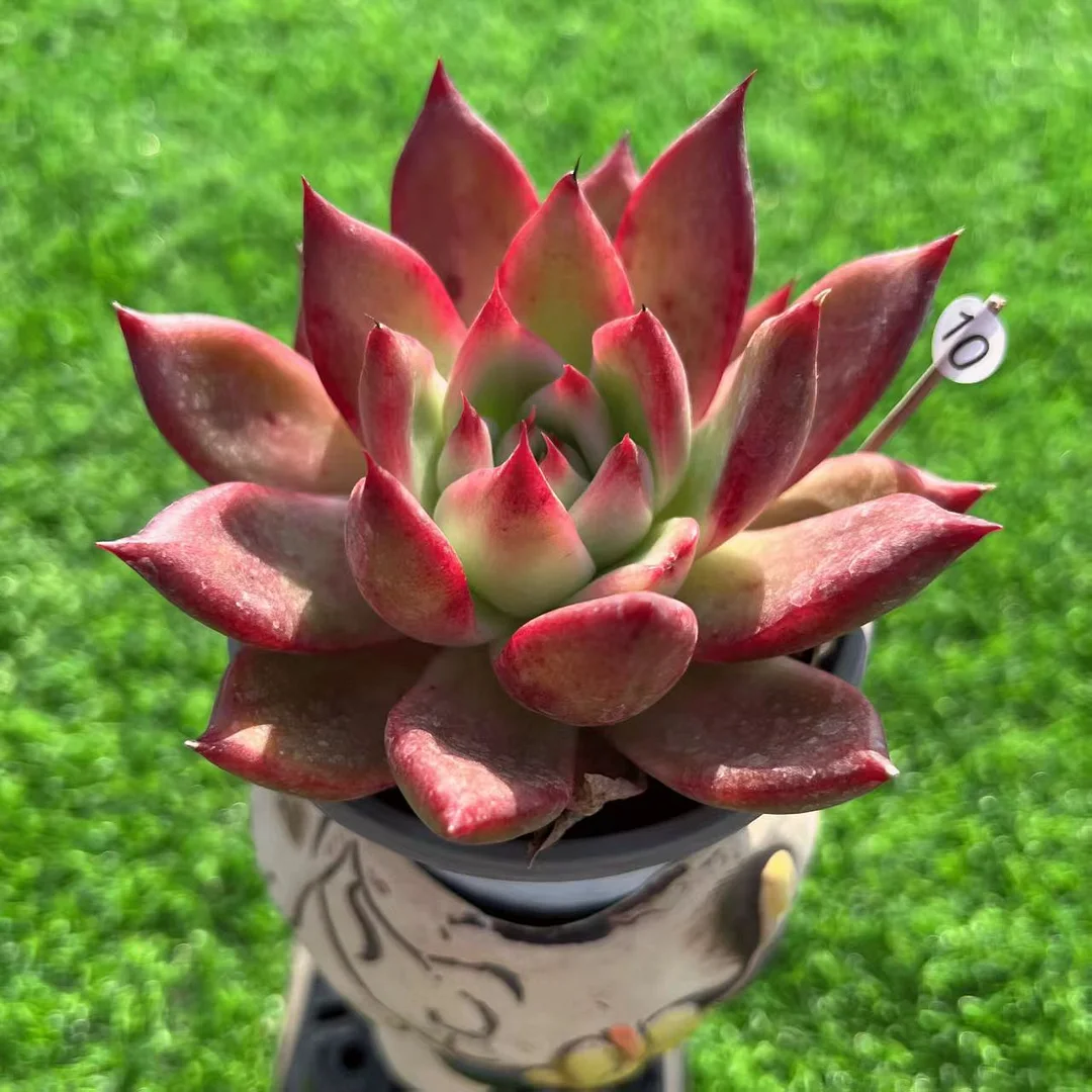 plant Aeonium Echeveria Haworthia  Caudex  Lithops Cactus  Agave 