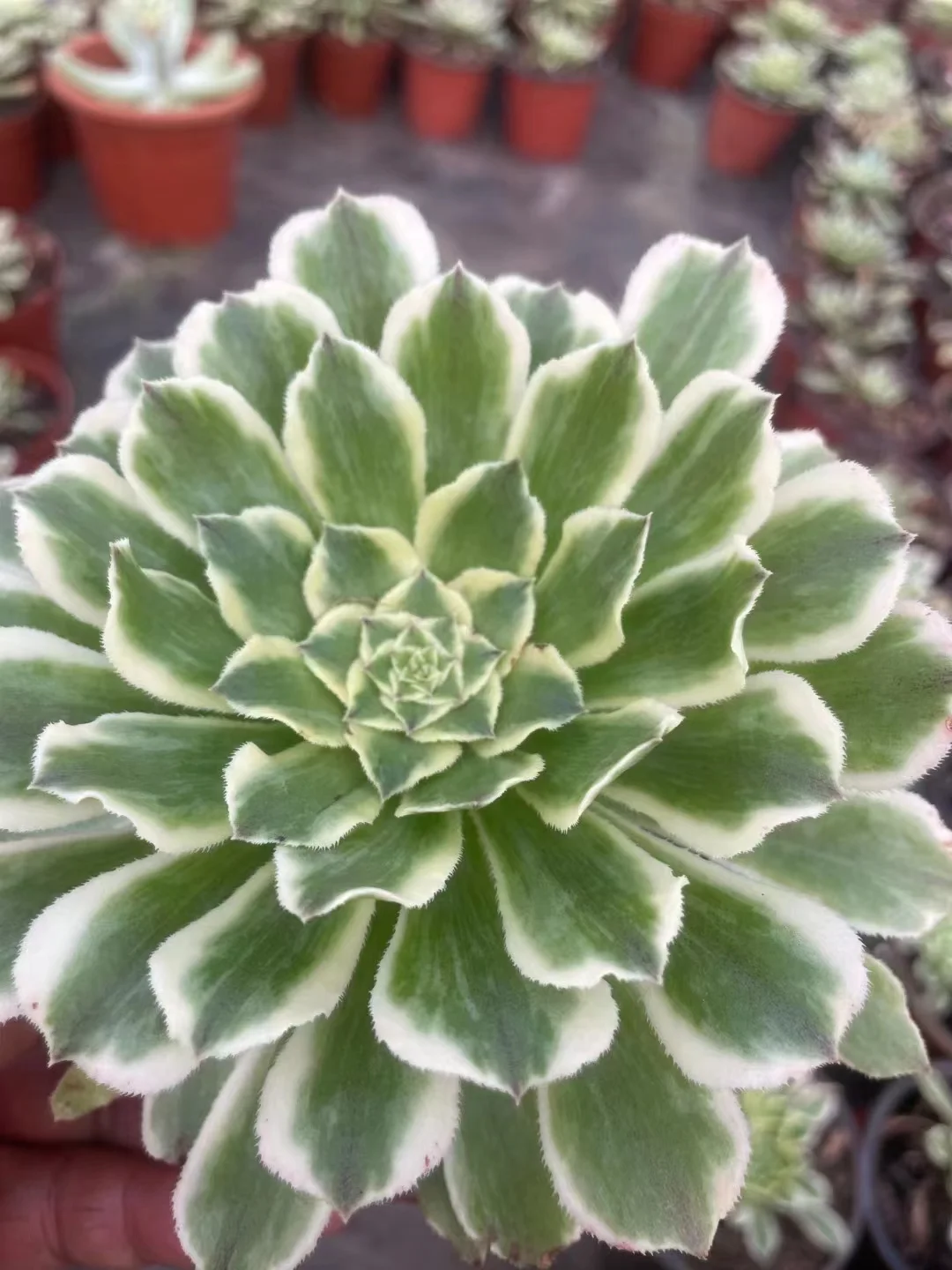 plant Aeonium Echeveria Haworthia  Caudex  Lithops Cactus  Agave 