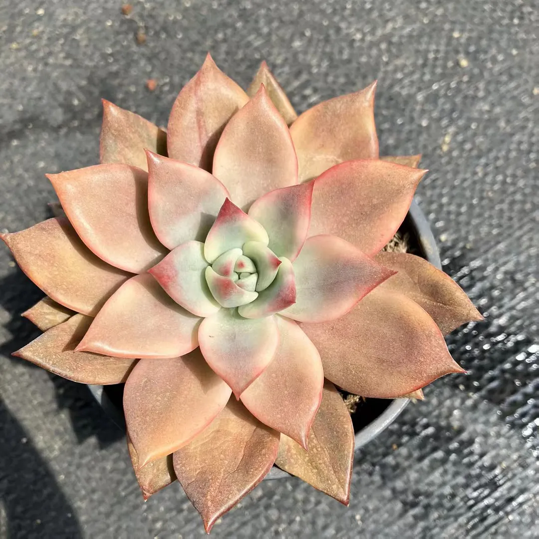 plant Aeonium Echeveria Haworthia  Caudex  Lithops Cactus  Agave 
